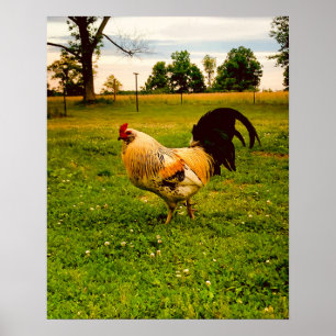 Colorful Rooster Farm Life Photo Poster