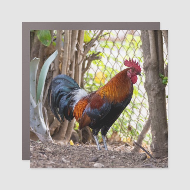 Colorful Rooster Magnet (Front)