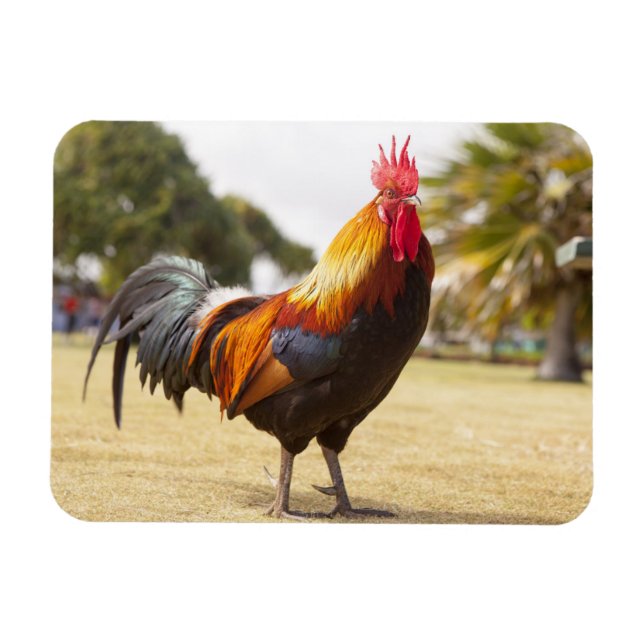 Colorful Rooster on Grass Magnet (Horizontal)