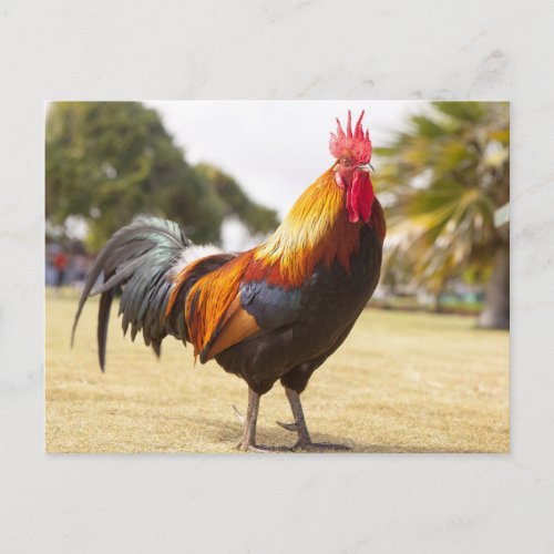 Colorful Rooster Standing in Grass  Postcard