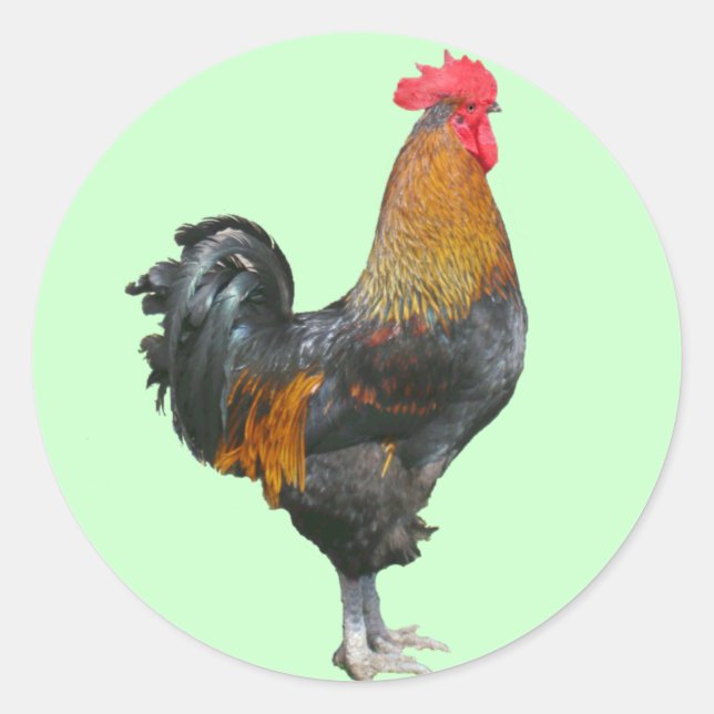 Colorful Rooster Stickers (Front)