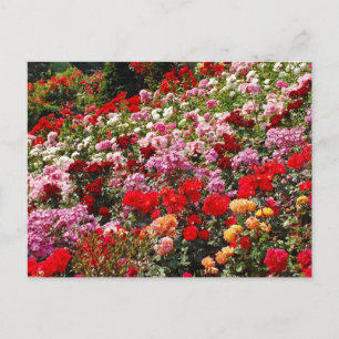 Colorful rose garden print postcard