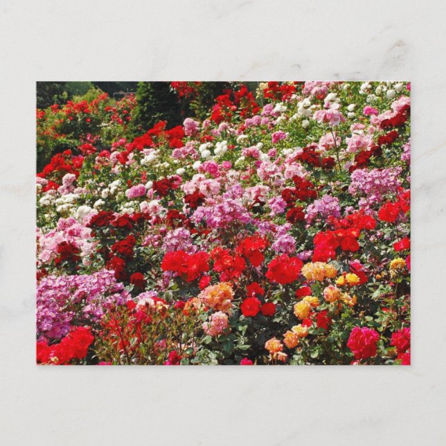 Colorful rose garden print postcard (Front)
