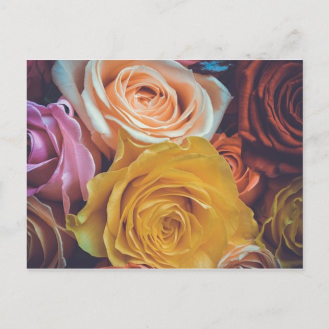 Colorful Roses Postcard (Front)