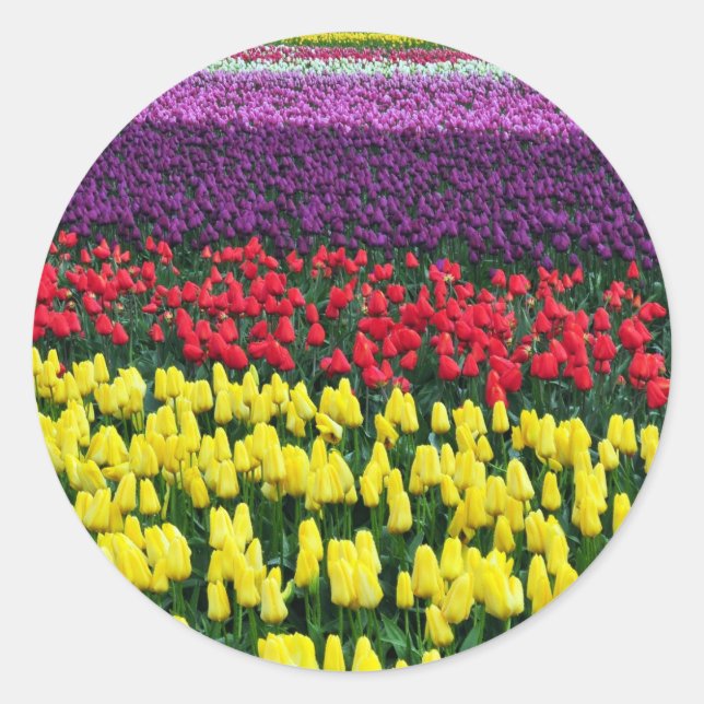 Colorful rows of spring tulips classic round sticker (Front)