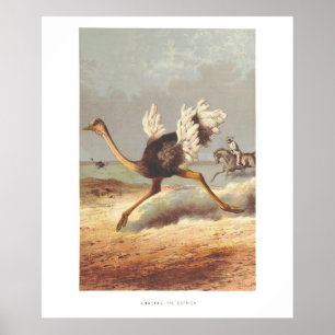 Colorful running ostrich illustration print