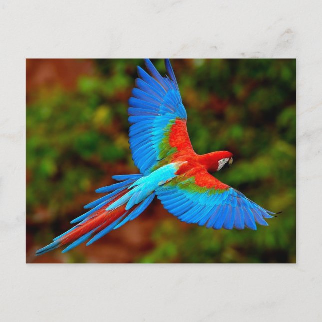 Colorful Scarlet Macaw in flight Postcard (Front)