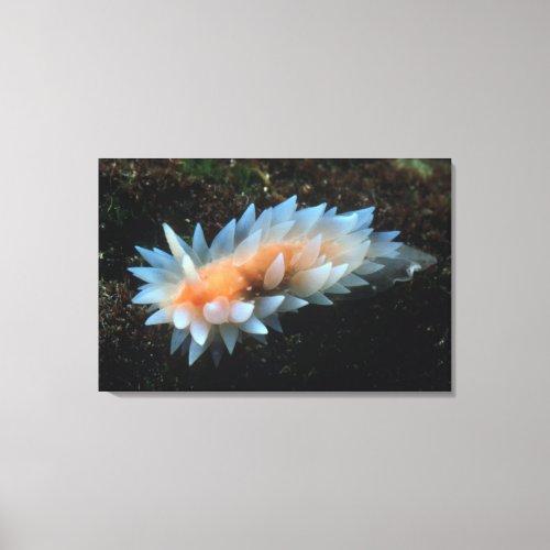 Colorful Sea Slug Sitting On The Surface Canvas Print