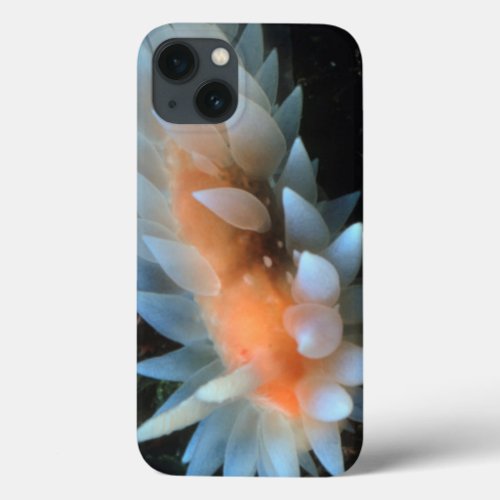 Colorful Sea Slug Sitting On The Surface iPhone 13 Case