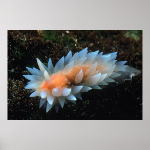 Colorful Sea Slug Sitting On The Surface Poster