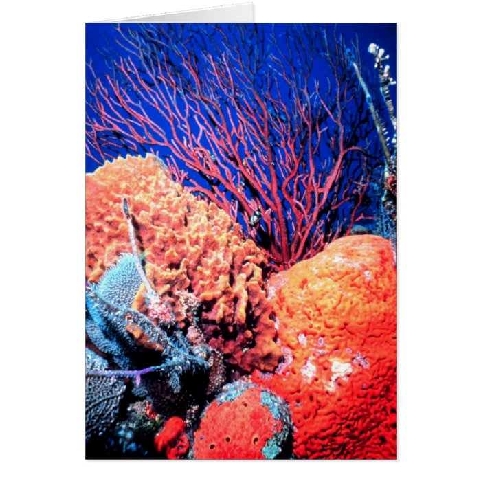 Colorful Sea Sponge Card All Occasion