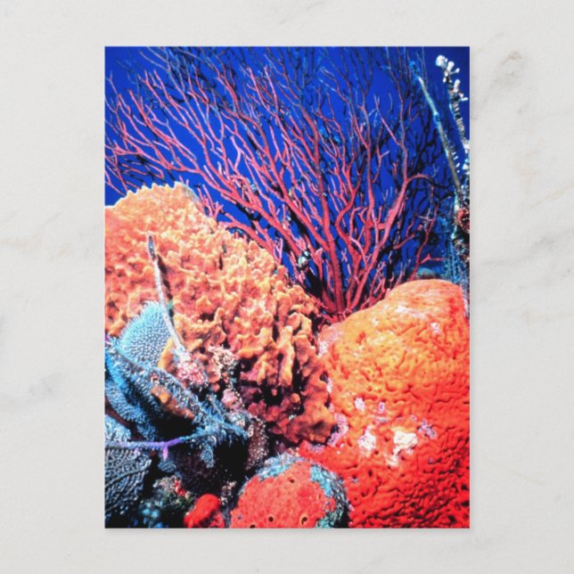 Colorful Sea Sponge Postcard (Front)