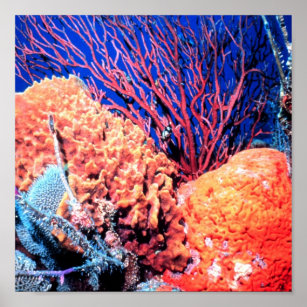 Colorful Sea Sponge Poster 15x15