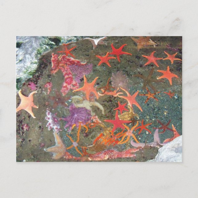 Colorful Sea Stars Postcard (Front)