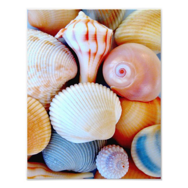Colorful Seashell Collection Photo (Front)