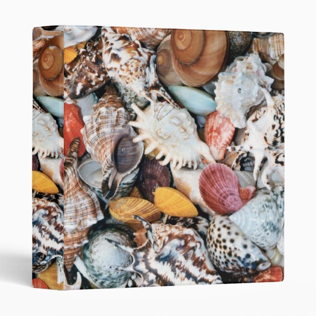 Colorful Seashells 3 Ring Binder (Front/Spine)