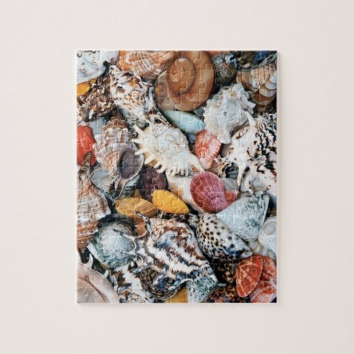 Colorful Seashells Jigsaw Puzzle