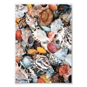 Colorful Seashells Photo Print