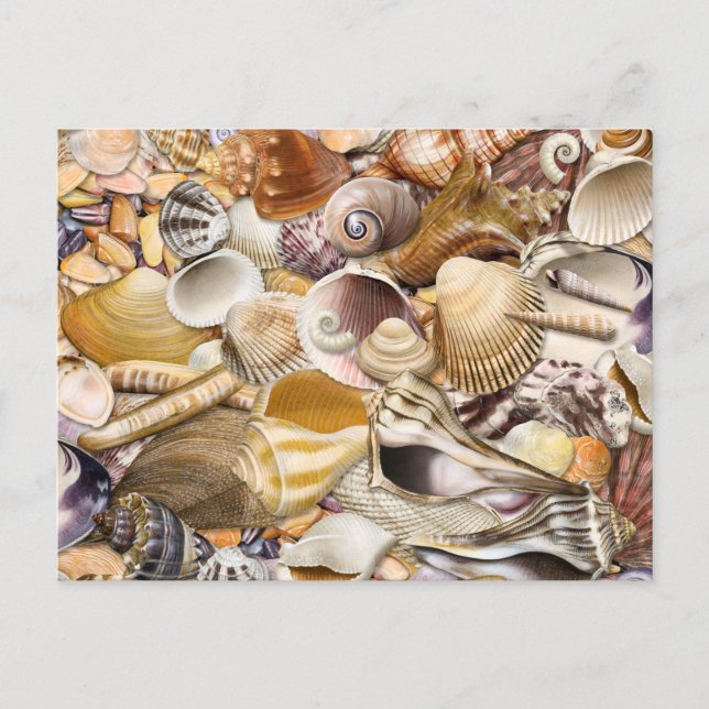 Colorful Seashells Postcard (Front)