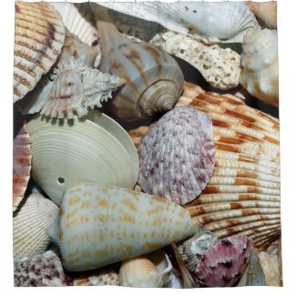 Seashells picture Shower Curtain