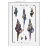 Colorful Seven Seashells (Front)