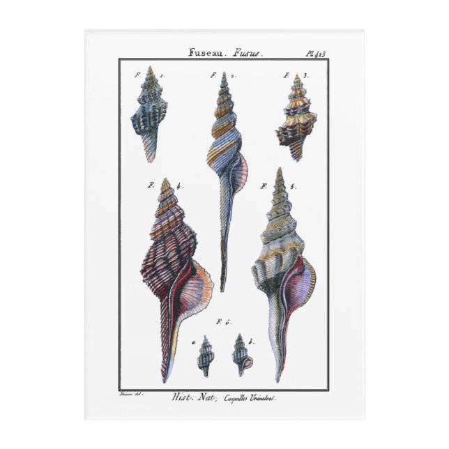Colorful Seven Seashells Acrylic Print (Front)