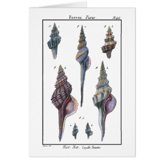 Colorful Seven Seashells Cards (Front)