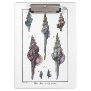 Colorful Seven Seashells Clipboard