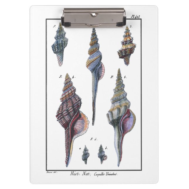Colorful Seven Seashells Clipboard (Front)