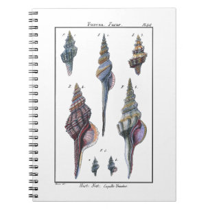 Colorful Seven Seashells Notebook