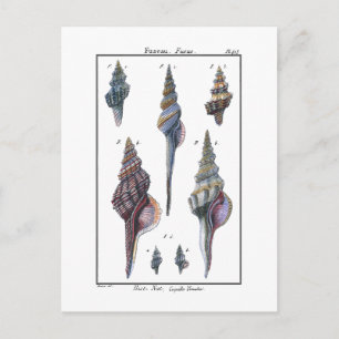Colorful Seven Seashells Postcard