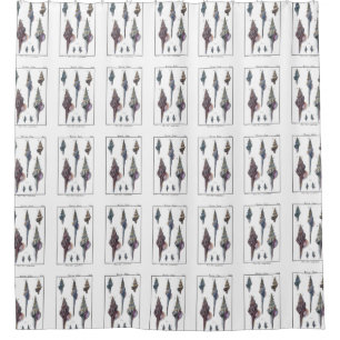 Colorful Seven Seashells Shower Curtain