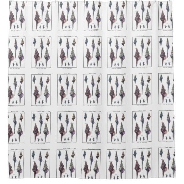 Colorful Seven Seashells Shower Curtain (Front)