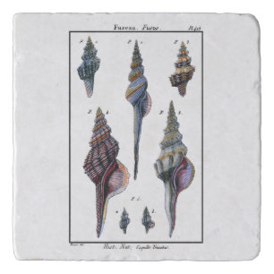 Colorful Seven Seashells Trivet