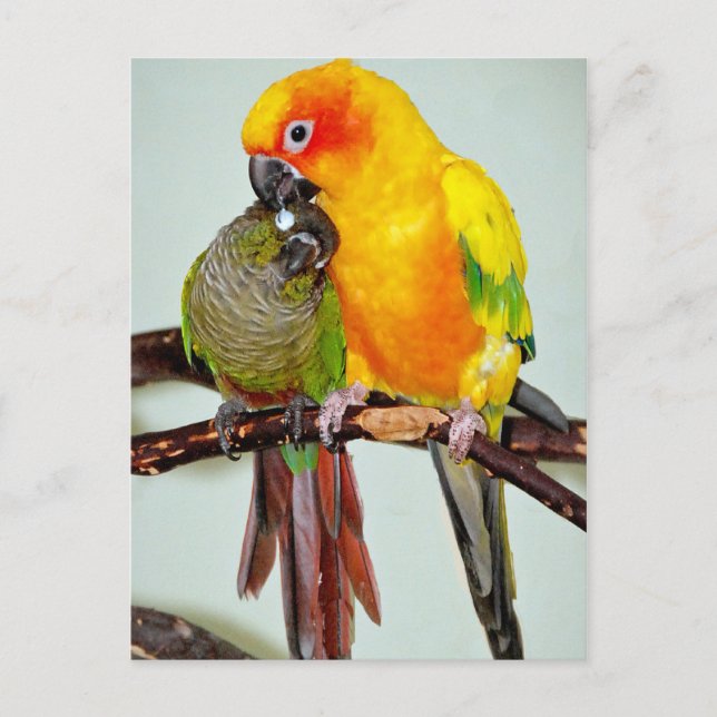 Colorful Shelter Bird Postcards (Front)
