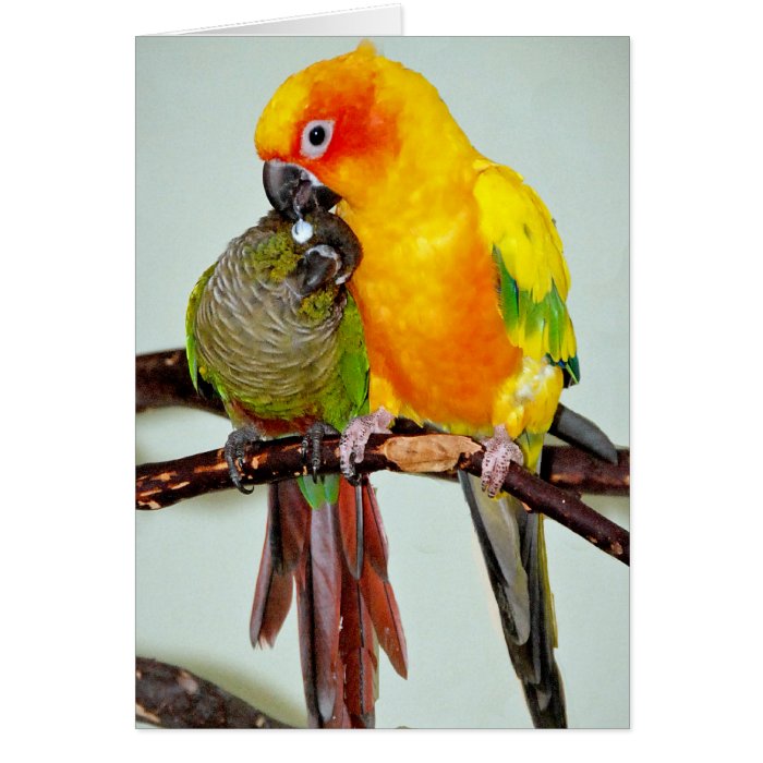 Colorful Shelter Birds Greeting/Note Cards