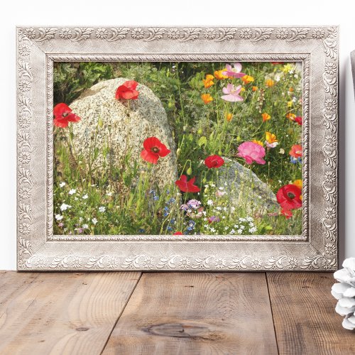 Colorful Shirley Poppies Floral Poster