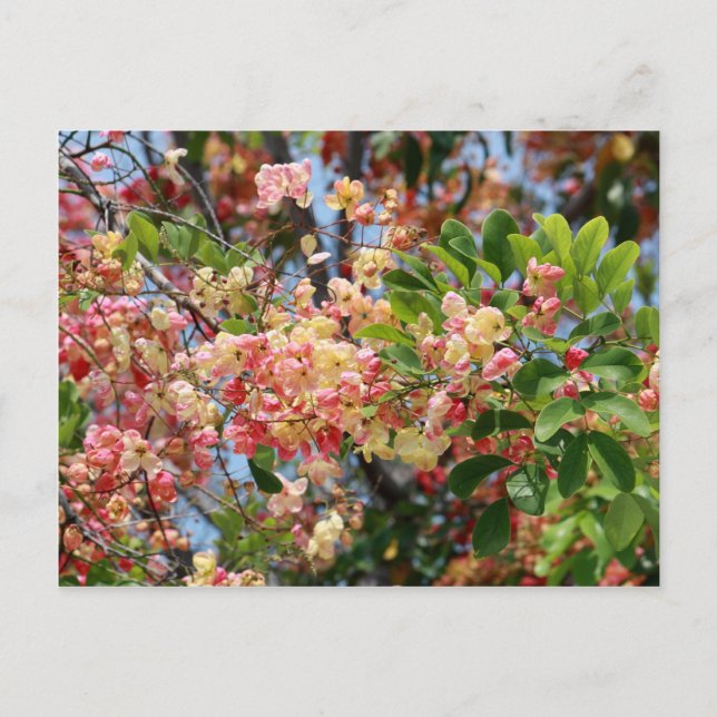 Colorful Shower Tree Blossoms Postcard (Front)