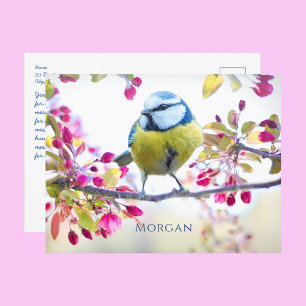Colorful Songbird, Spring Blossoms, Name, Message Postcard