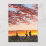 Colorful Sonoran Desert Sunrise Postcard