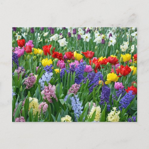 Colorful spring flower garden postcard