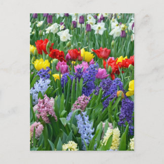 Colorful spring flower garden postcard