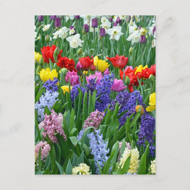 Colorful spring flower garden postcard (Front)