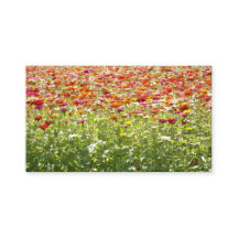 Colorful Spring Flowers