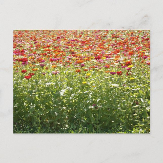 Colorful Spring Flowers Postcard (Front)