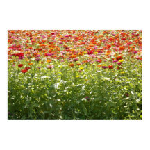 Colorful Spring Flowers