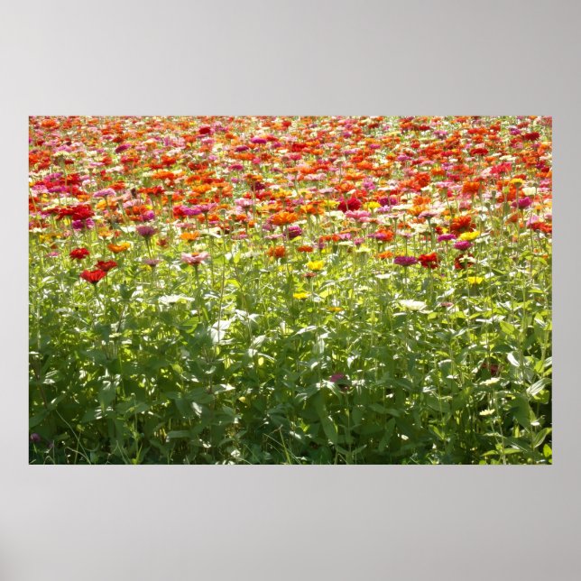 Colorful Spring Flowers Poster (Front)
