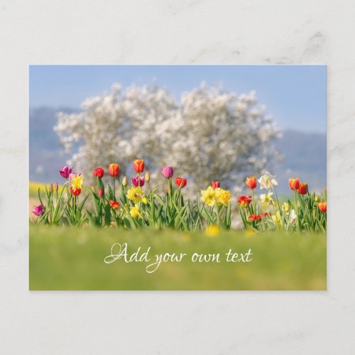 Colorful Spring Flowers with Tulips and Daffodils  Postcard