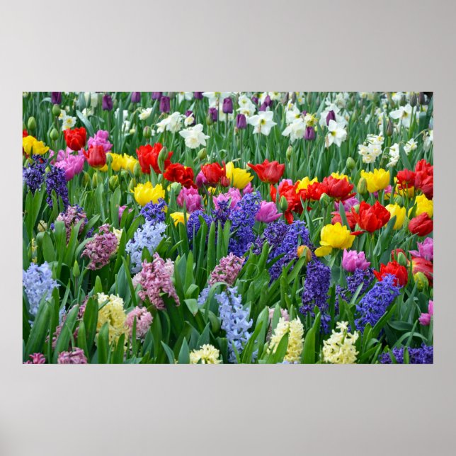 Colorful spring garden poster (Front)