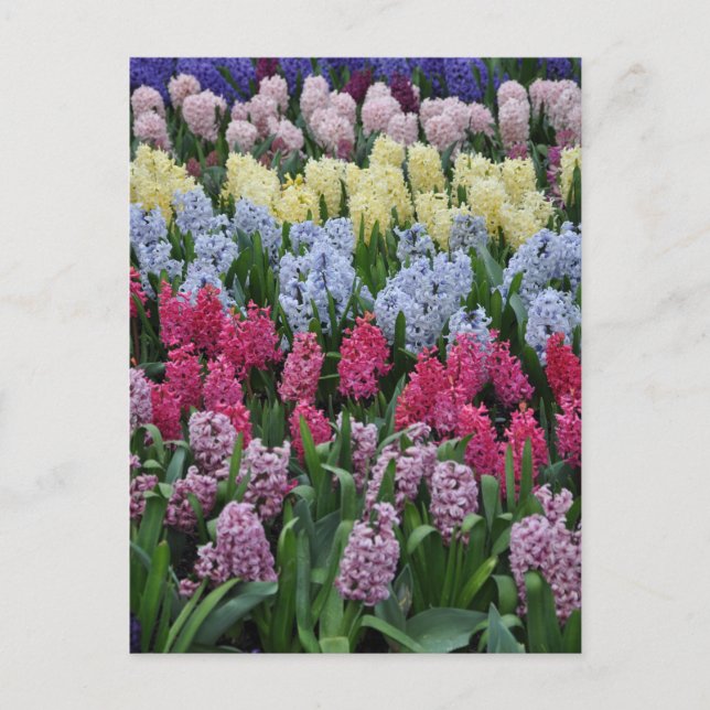Colorful spring hyacinths postcard (Front)